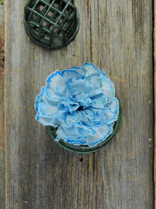 BLUE TINTED CARNATIONS